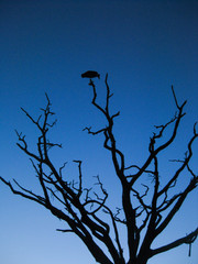 Silhouette of a  bird perched on the tip of a branch of a bare tree in Serengeti National Park in Tanzania, Africa after sunset