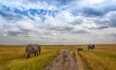 Fototapeta na wymiar Family of elephants walking in Masai Mara natural park, Kenya. Africa