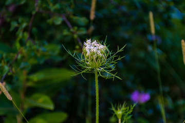 queen anne's lace with green background