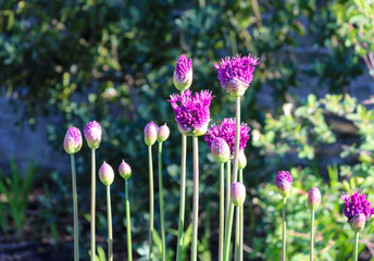 Flowering decorative bow in the garden.