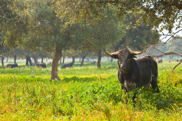 Fighting bulls, Dehesa, Mediterranean forest, Sevilla province, Andalucia, Spain