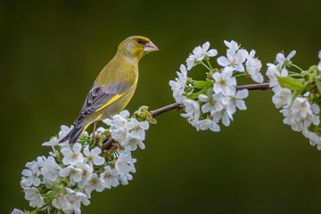Male Eurasian greenfinch (Chloris chloris) on a blossoming branch