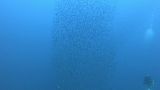 Marine life - Sardines fish bait ball - Suba diving in Majorca Spain 