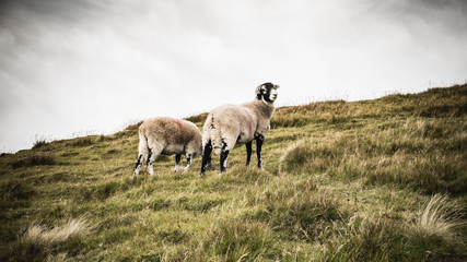 Two sheep on a grassy fell in the Lake District