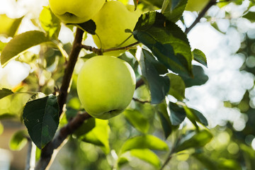 Beautiful tasty green apple on branch of apple tree in orchard. Autumn harvest in the garden outside. Village, rustic style. Copy space.