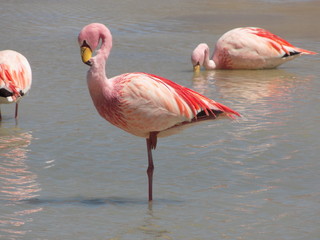Flamingo