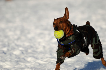 miniature pinscher