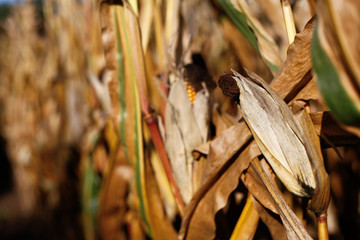 Erntereifer Maiskolben an sonnigem Tag im Spätsommer