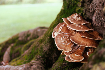 Pilz an altem Baum im Spätsommer
