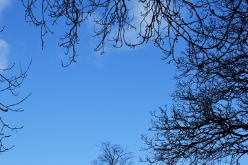 Blue Sky & Branches 2084-040