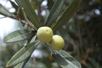 Olive branch