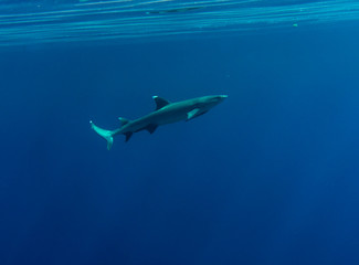White tip reef shark (Triaenodon obesus) swimming in the sea.