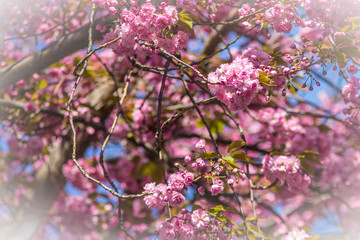 View in a cherry tree at cherryblossom.
