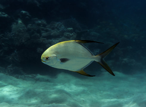 Sea fish Pompano (Trachinotus blochii) in the sea.