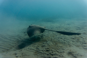 Cowtail stingray (Pastinachus sephen) ray floating in the Red Sea sunset.