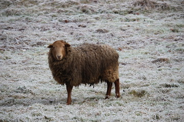 Schaf auf gefrorener Wiese