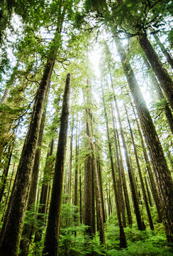 Fototapeta Landscape of Olympic Peninsula National park, Washington, United States