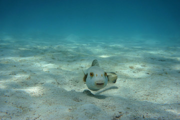 Black Spotted Puffer (Arothron nigropunctatus) in the sea.   