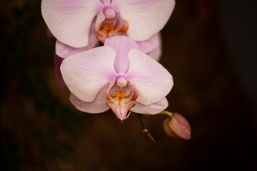 orchid