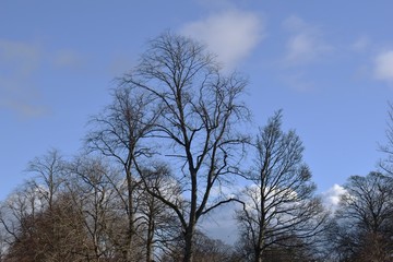 Fototapeta na wymiar Leafless Treeline against Blue Sky 2047-040