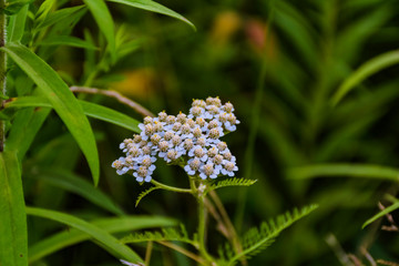common yarrow with green background