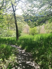 Fototapeta premium Steiermark