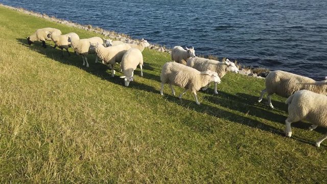 Sheep running on dyke in Fehmarn Schleswig Holstein Germany