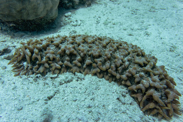 Pineapple sea cucumber (Thelenota ananas).