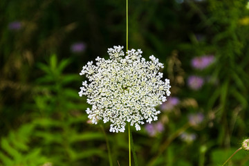 queen anne's lace with green background