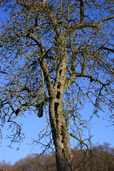 Fototapeta na wymiar Scary tree