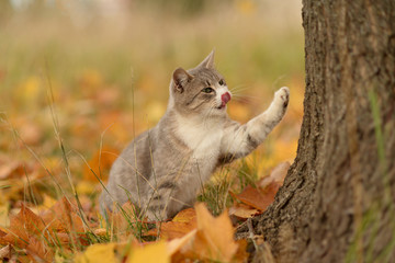 Naklejka na ściany i meble grey cat in autumn Park with yellow leaves