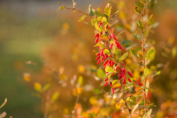 barberry red berries on a blurred autumn background