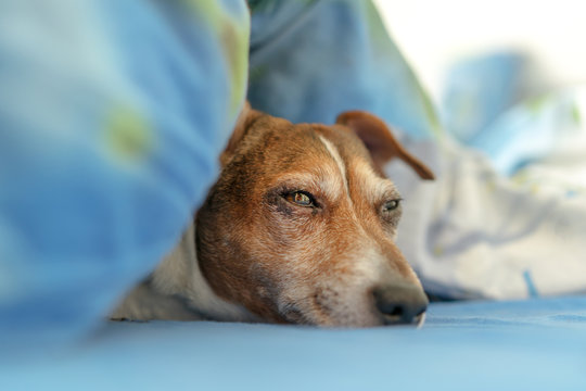 dog with cute brown muzzle sleeping under warm blue blanket in cold autumn or winter weather