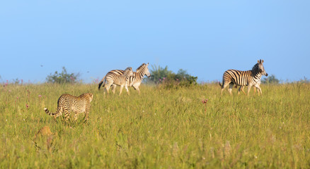 Lone Cheetah stalking a herd of zebra through long grass of a veldt