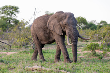 Lone huge elephant bull walking through the bush