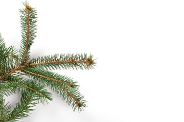 Branches of Fir Tree