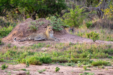 Lone leopard lay down resting against an anthill to observe the environment for prey
