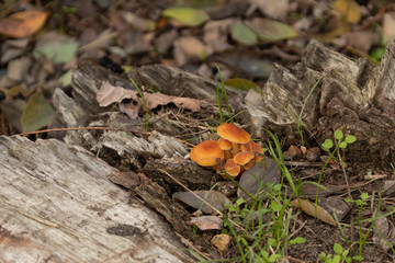 Berlin eine Gruppe Pilze auf dem Waldboden