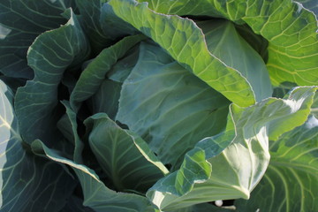 Obraz premium Big head of fresh juicy cabbage growing in the garden. top view, close up. Young cabbage in the spring. Autumn harvest