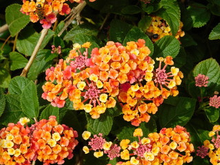 Lantana camara flowers and a honey bee or apis mellifera in Attica,Greece