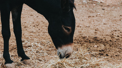 brown donkey feeding on straw on a private farm