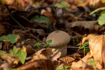 Berlin Waldspaziergang Pilz im Herbst