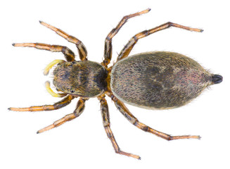 The Heliophanus cupreus spider is a genus of jumping spiders. Dorsal view of the copper sun jumper isolated on white background.