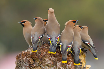 Bohemian Waxwing (Bombycilla garrulus)
