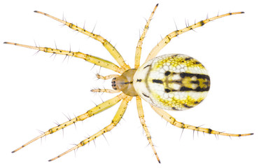 The Mangora acalypha a species of spider in the family Araneidae spiders. Orb-weaver spider isolated on white background.