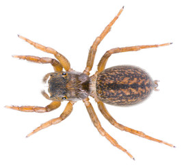 The Euophrys frontalis spider is a genus of jumping spiders. Salticidae spider isolated on white background.