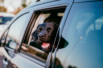 beautiful black labrador in a car ready to travel. City background. Watching by the window at sunset. Travel concept
