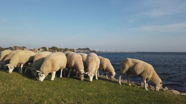 Sheep grazing on dyke in Northern Germany