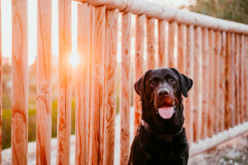 beautiful black labrador sitting in a park at sunset. pets outdoors and lifestyle