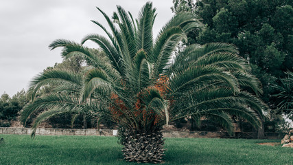 a palm tree of the Mediterranean climate in the middle of a garden